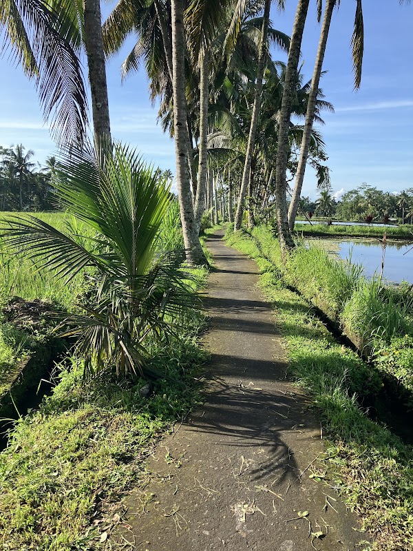 Banjar mancingan Rice trekking