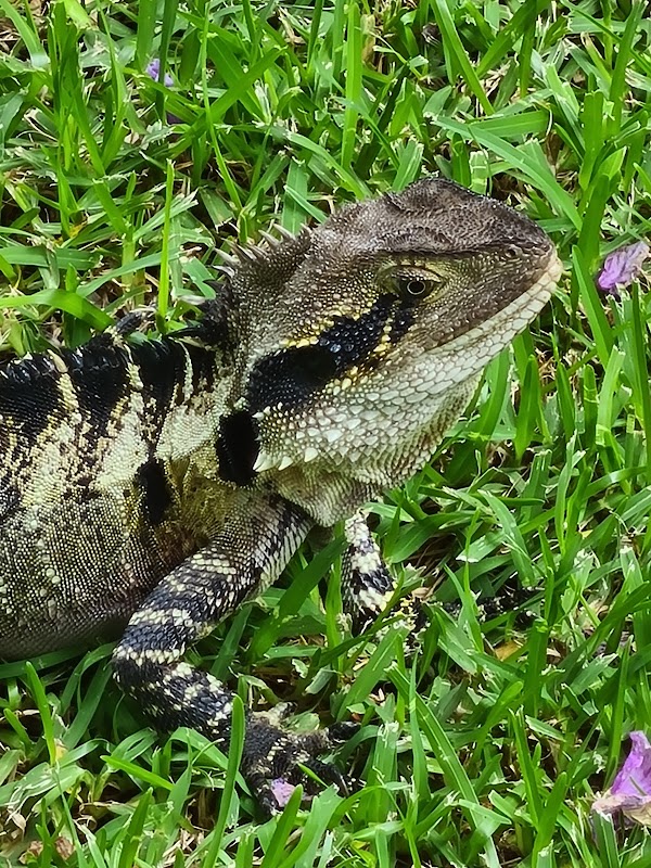 Roma Street Parkland 2