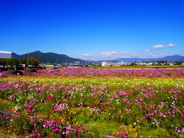 Yume Cosmos Garden 5