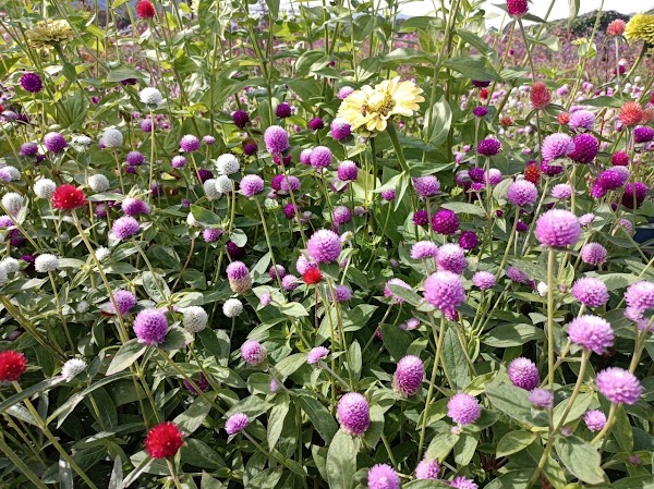 Yume Cosmos Garden 3