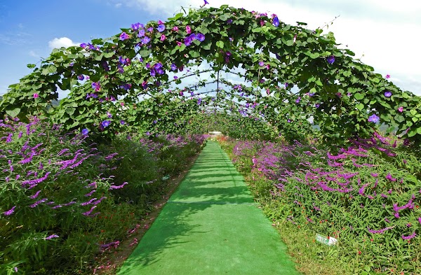 Yume Cosmos Garden 2