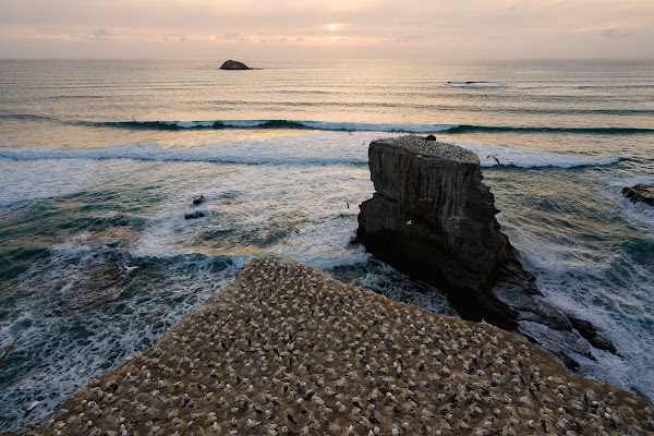 Muriwai Gannet Colony 5