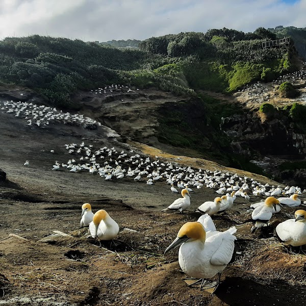 Muriwai Gannet Colony 2