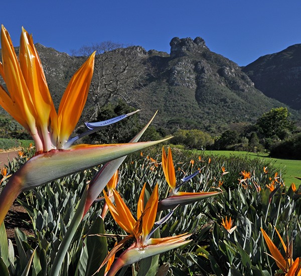 Kirstenbosch National Botanical Garden 3