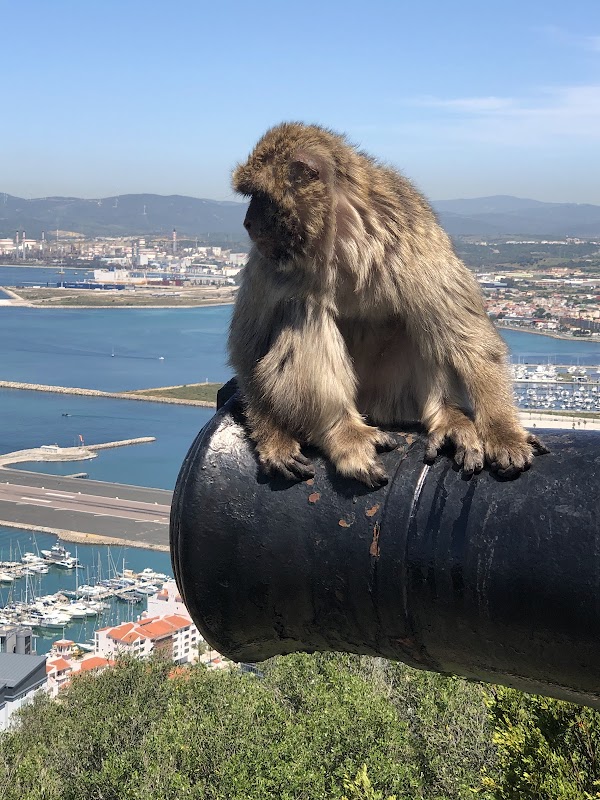 Mediterranean Steps 3