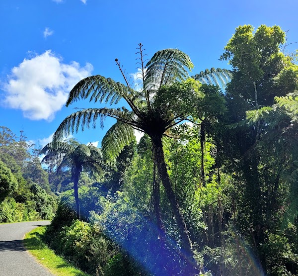 Pakuratahi Forest