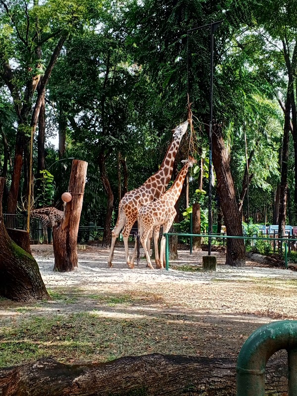 Ragunan Zoo 4