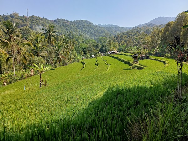 Rice Terraces Munduk