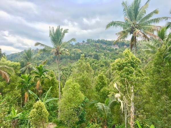 Rice Terraces Munduk 4