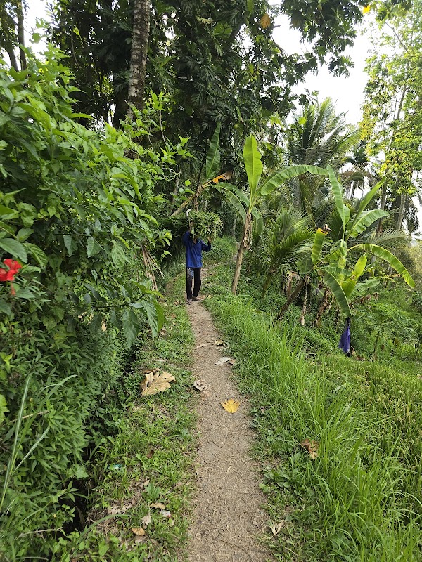 Rice Terraces Munduk 3