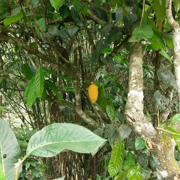 Rice Terraces Munduk 2