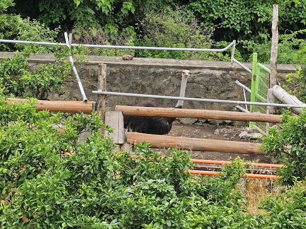 Choenamdan Experience Tangerine Farm