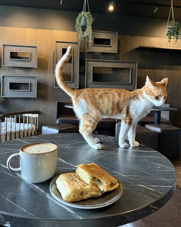 Java Whiskers Cat Café White City 5