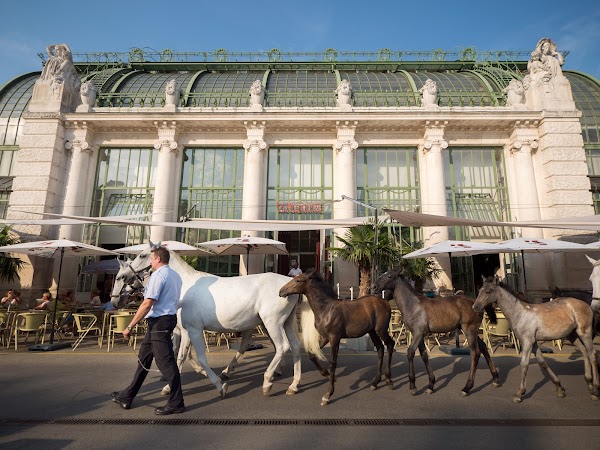 Brasserie Palmenhaus Wien 3