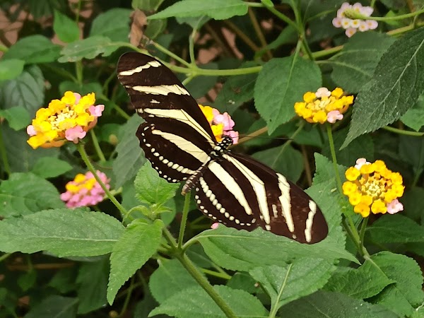 Stratford Butterfly Farm 5