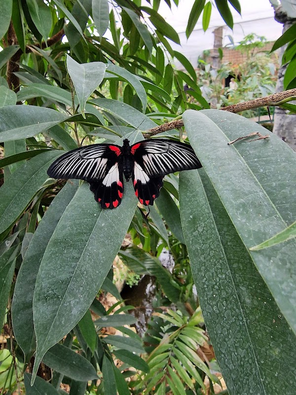Stratford Butterfly Farm 3