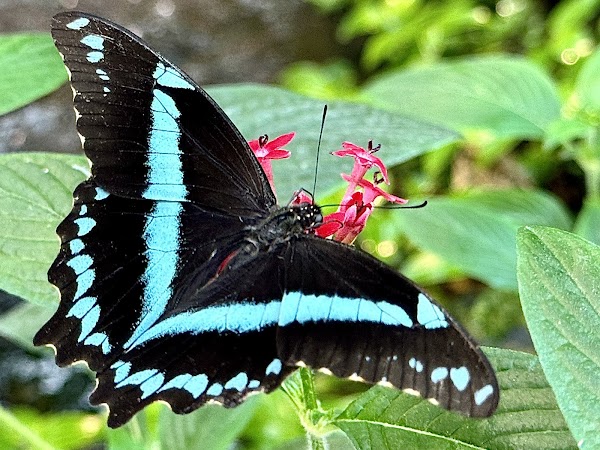 Stratford Butterfly Farm 2