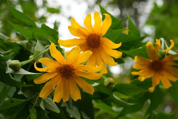 Ba Vi National Park 3