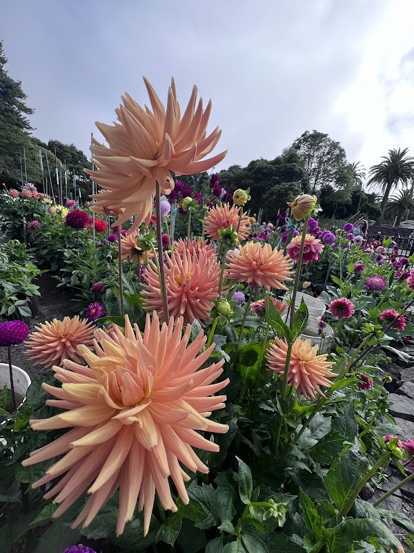 Dahlia Garden 5