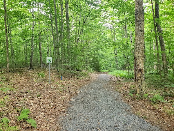 St. Albans Town Forest 1