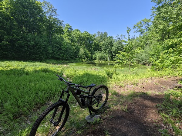 St. Albans Town Forest 5