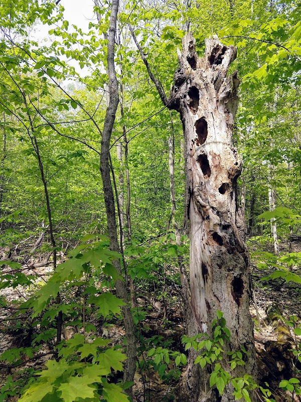 St. Albans Town Forest 4