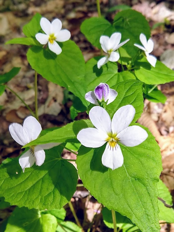 St. Albans Town Forest 3