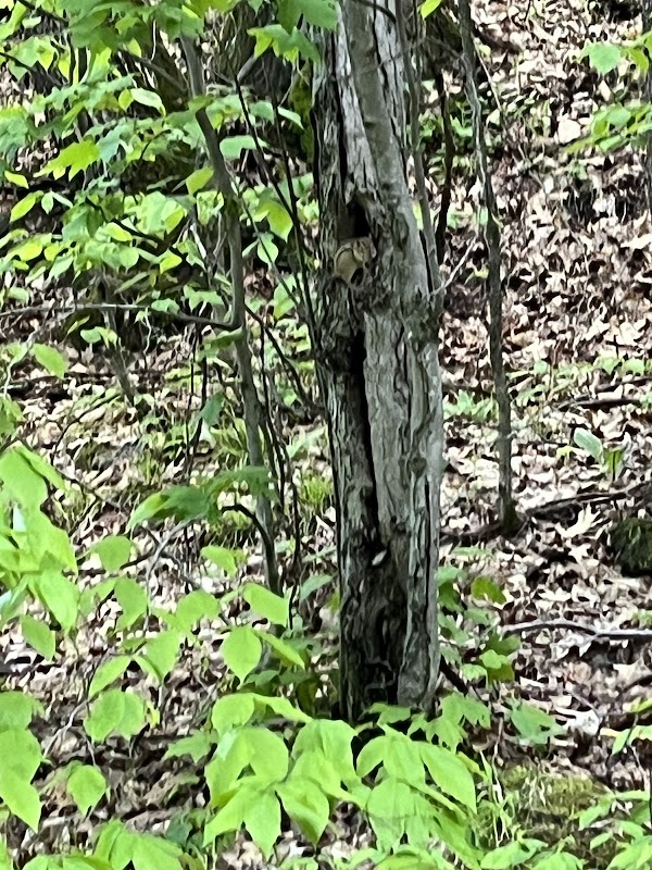 St. Albans Town Forest 2