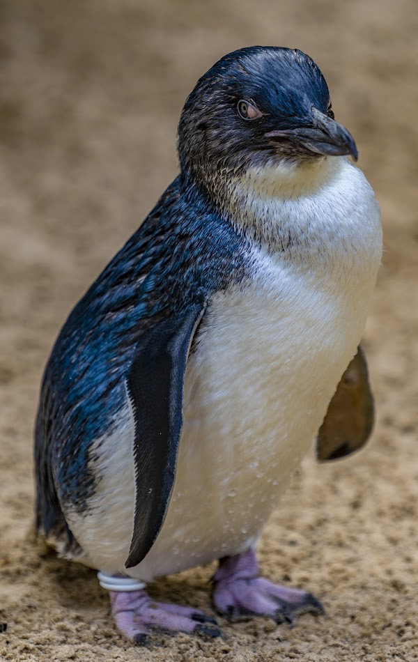 Featherdale Sydney Wildlife Park 5