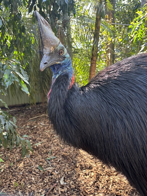 Featherdale Sydney Wildlife Park 4