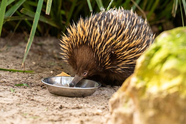 Featherdale Sydney Wildlife Park 3