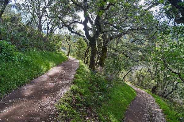 Windy Hill Open Space Preserve 5