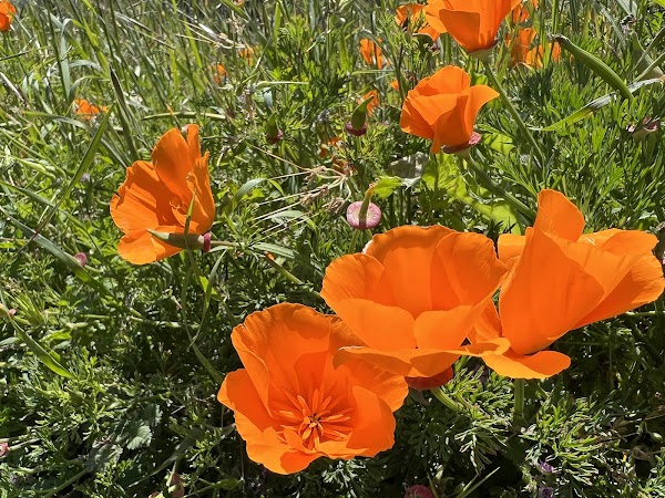 Windy Hill Open Space Preserve 4