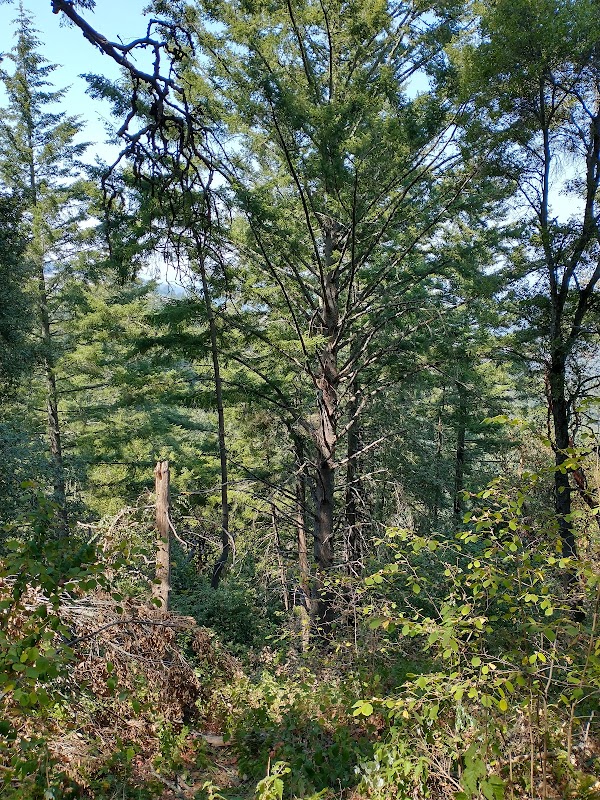 Windy Hill Open Space Preserve 3