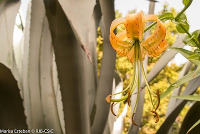 Real Jardín Botánico 2