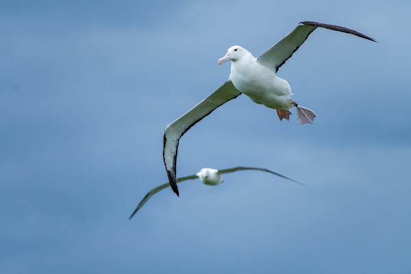 Royal Albatross Centre 5