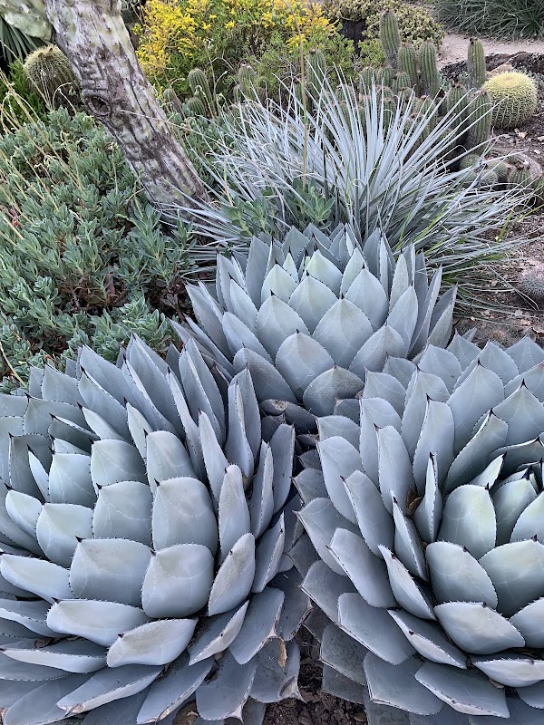 Arizona Garden 2
