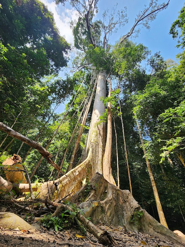 Taman Negara National Park 4