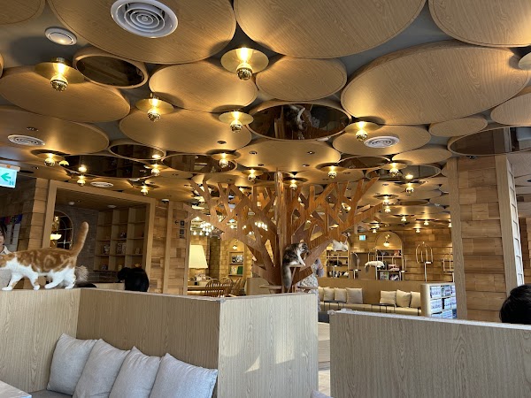 CAT CAFE MOCHA Gangnam store