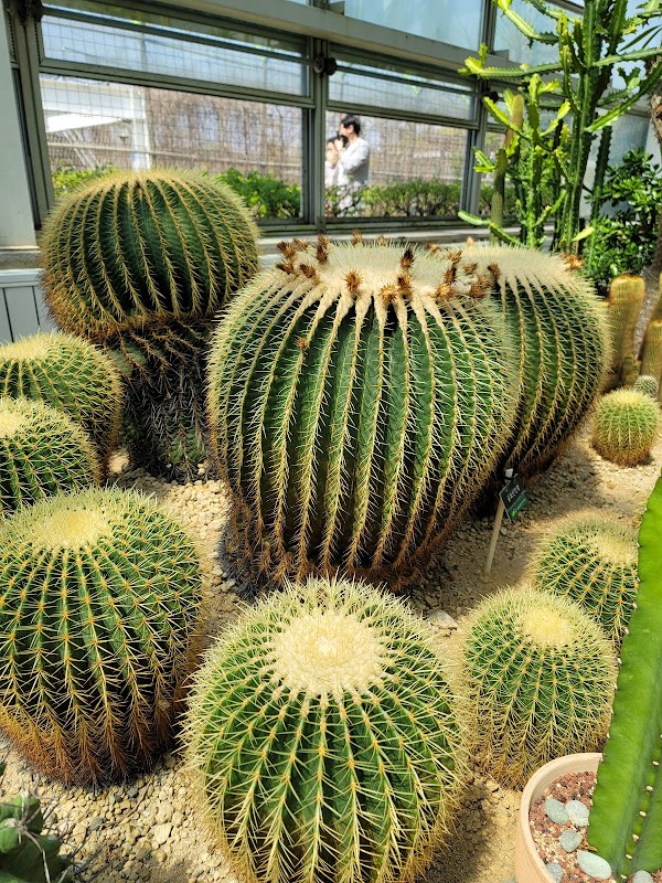 Insect Garden