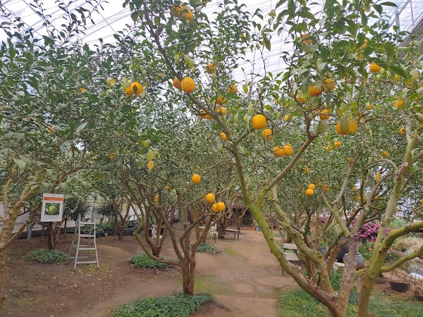 Nine Forest Ewhawon 1