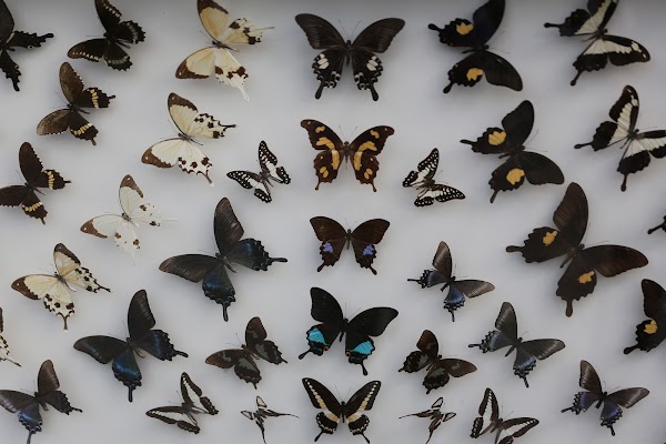 Nine Forest Ewhawon 4