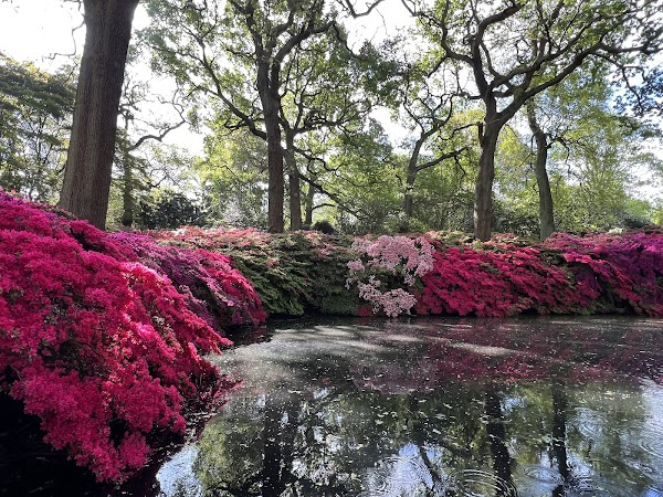 Isabella Plantation