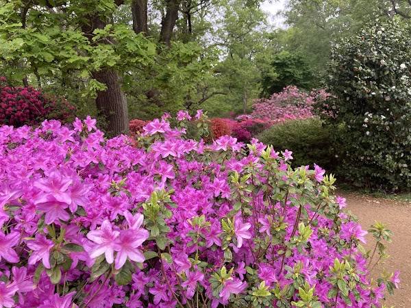 Isabella Plantation 4