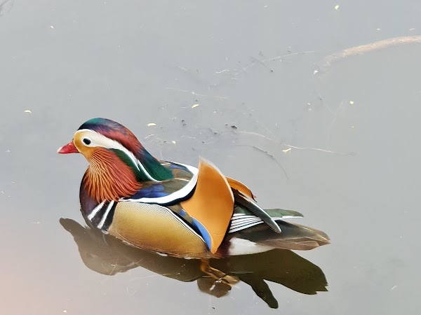 Isabella Plantation 3