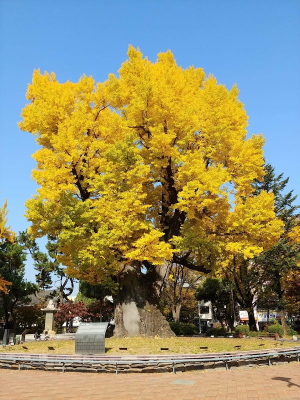 Cheongju Jungang Park 4