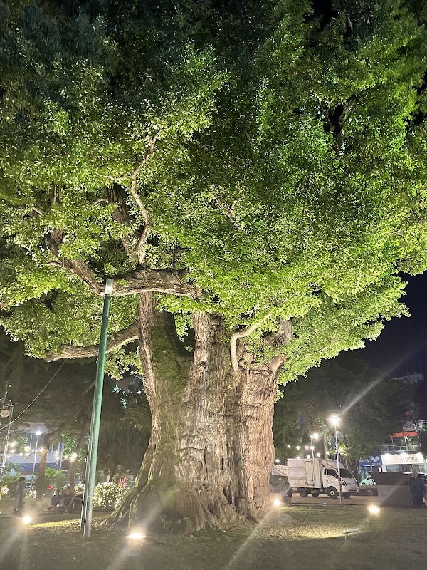 Cheongju Jungang Park 3