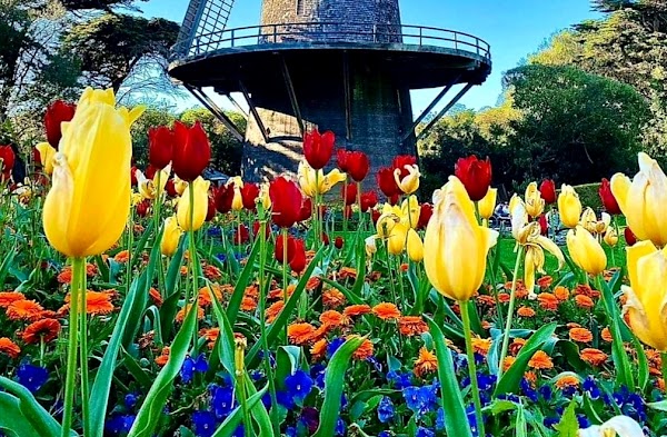 Queen Wilhelmina Garden 6