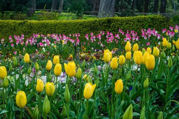 Queen Wilhelmina Garden 5