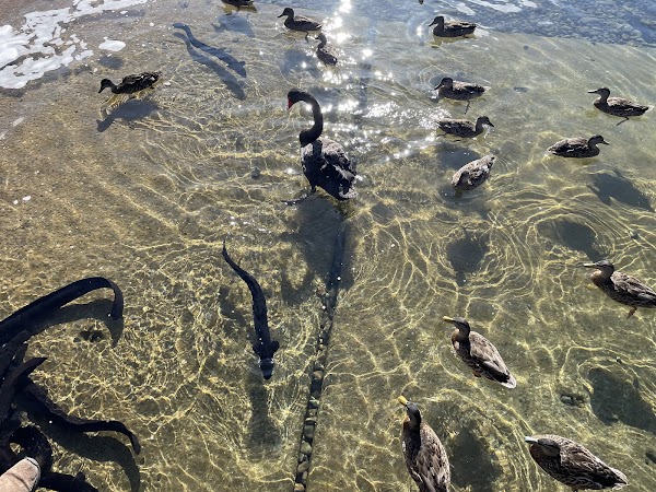 Lake Rotoiti Jetty- St Arnaud 2
